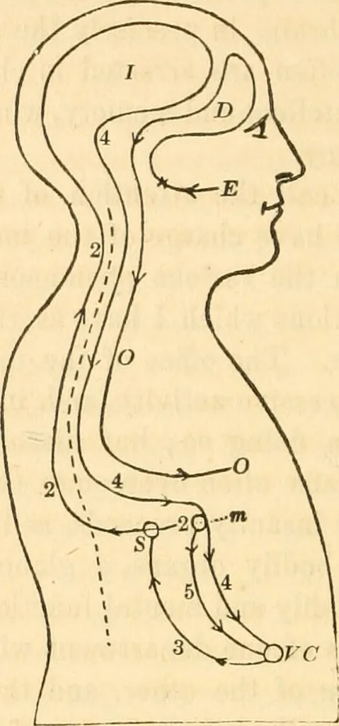 An illustration from The mysteries of human nature explained by a new system of nervous physiology : to which is added, a review of the errors of spiritualism, and instructions for developing or resisting the influence by which subjects and mediums are made / by J. Stanley Grimes., 1860, leaf 262