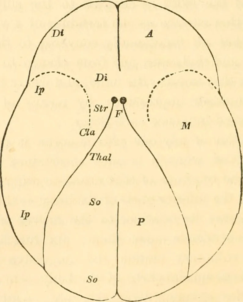 An illustration from The mysteries of human nature explained by a new system of nervous physiology : to which is added, a review of the errors of spiritualism, and instructions for developing or resisting the influence by which subjects and mediums are made / by J. Stanley Grimes., 1860, leaf 280