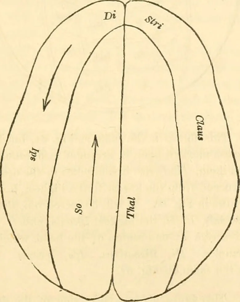 An illustration from The mysteries of human nature explained by a new system of nervous physiology : to which is added, a review of the errors of spiritualism, and instructions for developing or resisting the influence by which subjects and mediums are made / by J. Stanley Grimes., 1860, leaf 281