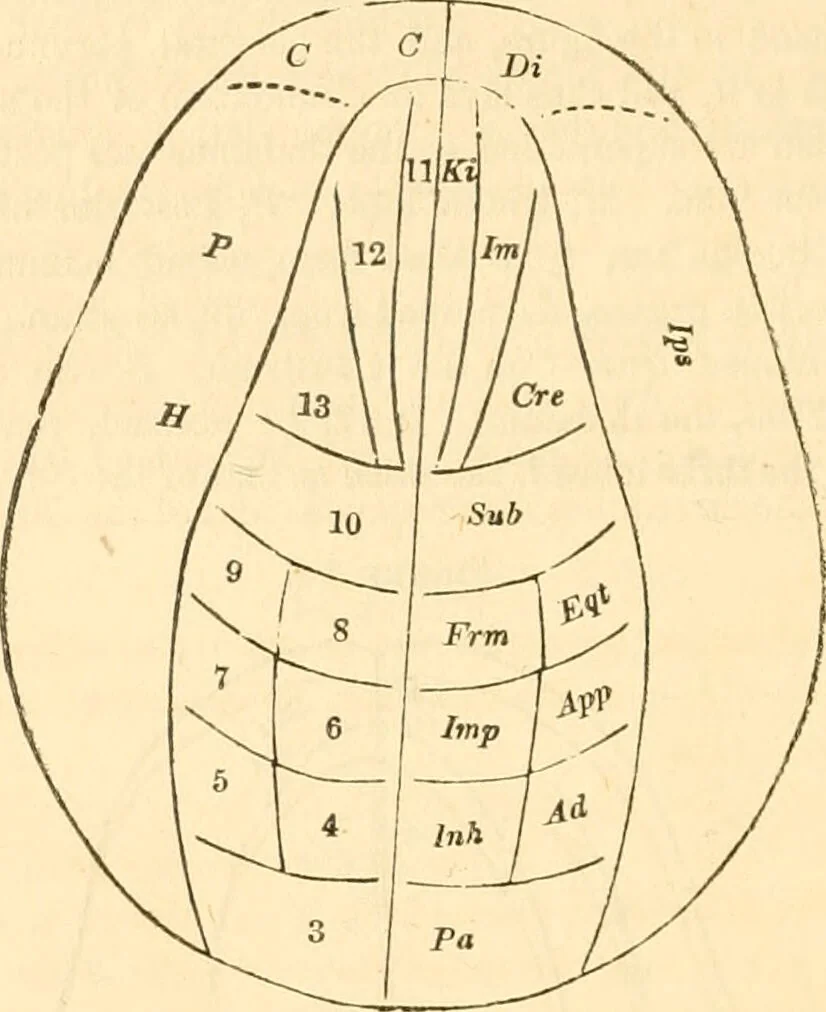 An illustration from The mysteries of human nature explained by a new system of nervous physiology : to which is added, a review of the errors of spiritualism, and instructions for developing or resisting the influence by which subjects and mediums are made / by J. Stanley Grimes., 1860, leaf 282