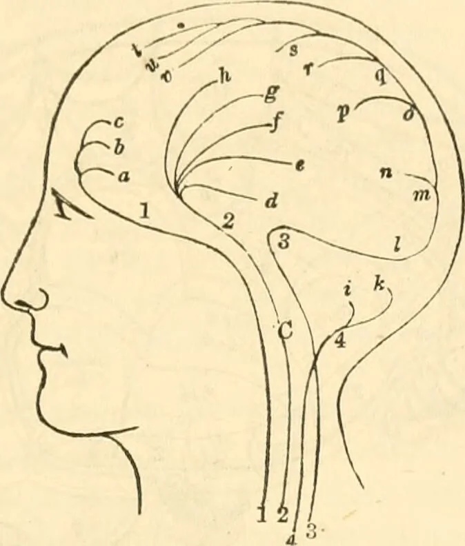 An illustration from The mysteries of human nature explained by a new system of nervous physiology : to which is added, a review of the errors of spiritualism, and instructions for developing or resisting the influence by which subjects and mediums are made / by J. Stanley Grimes., 1860, leaf 283