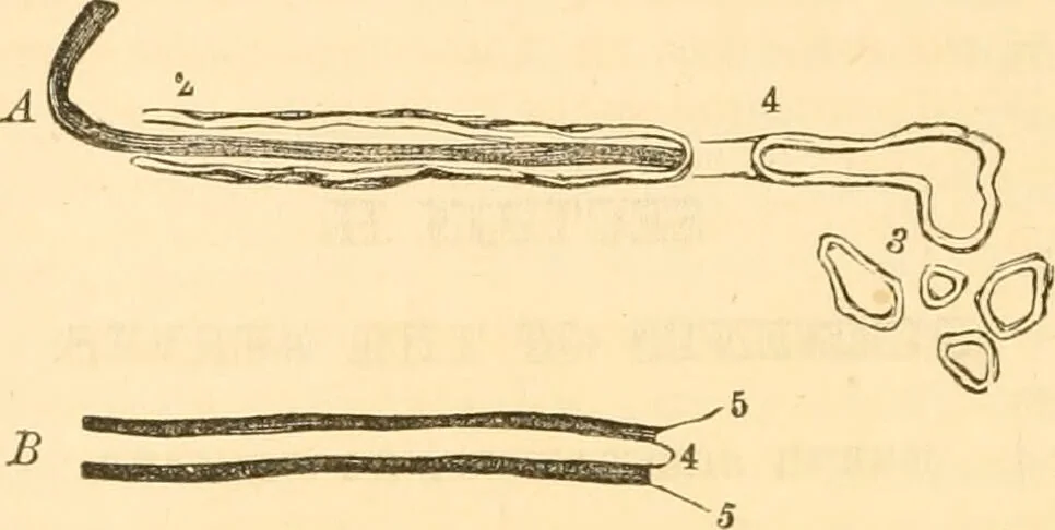 An illustration from The mysteries of human nature explained by a new system of nervous physiology : to which is added, a review of the errors of spiritualism, and instructions for developing or resisting the influence by which subjects and mediums are made / by J. Stanley Grimes., 1860, leaf 52
