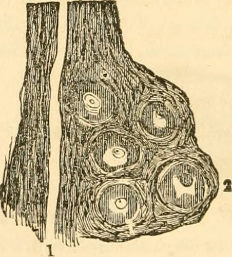 An illustration from The mysteries of human nature explained by a new system of nervous physiology : to which is added, a review of the errors of spiritualism, and instructions for developing or resisting the influence by which subjects and mediums are made / by J. Stanley Grimes., 1860, leaf 54