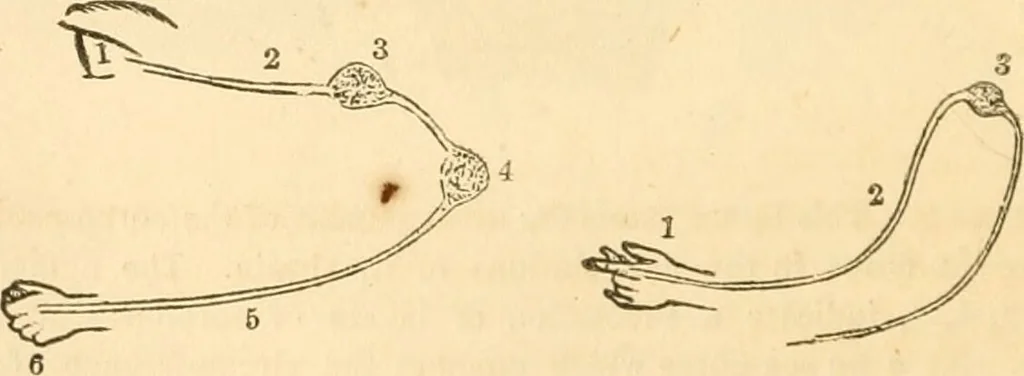 An illustration from The mysteries of human nature explained by a new system of nervous physiology : to which is added, a review of the errors of spiritualism, and instructions for developing or resisting the influence by which subjects and mediums are made / by J. Stanley Grimes., 1860, leaf 56