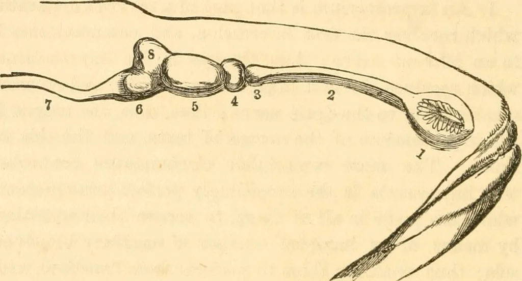 An illustration from The mysteries of human nature explained by a new system of nervous physiology : to which is added, a review of the errors of spiritualism, and instructions for developing or resisting the influence by which subjects and mediums are made / by J. Stanley Grimes., 1860, leaf 58
