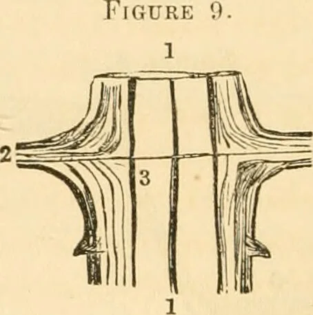 An illustration from The mysteries of human nature explained by a new system of nervous physiology : to which is added, a review of the errors of spiritualism, and instructions for developing or resisting the influence by which subjects and mediums are made / by J. Stanley Grimes., 1860, leaf 60