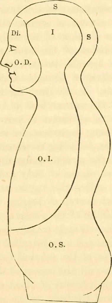 An illustration from The mysteries of human nature explained by a new system of nervous physiology : to which is added, a review of the errors of spiritualism, and instructions for developing or resisting the influence by which subjects and mediums are made / by J. Stanley Grimes., 1860, leaf 71