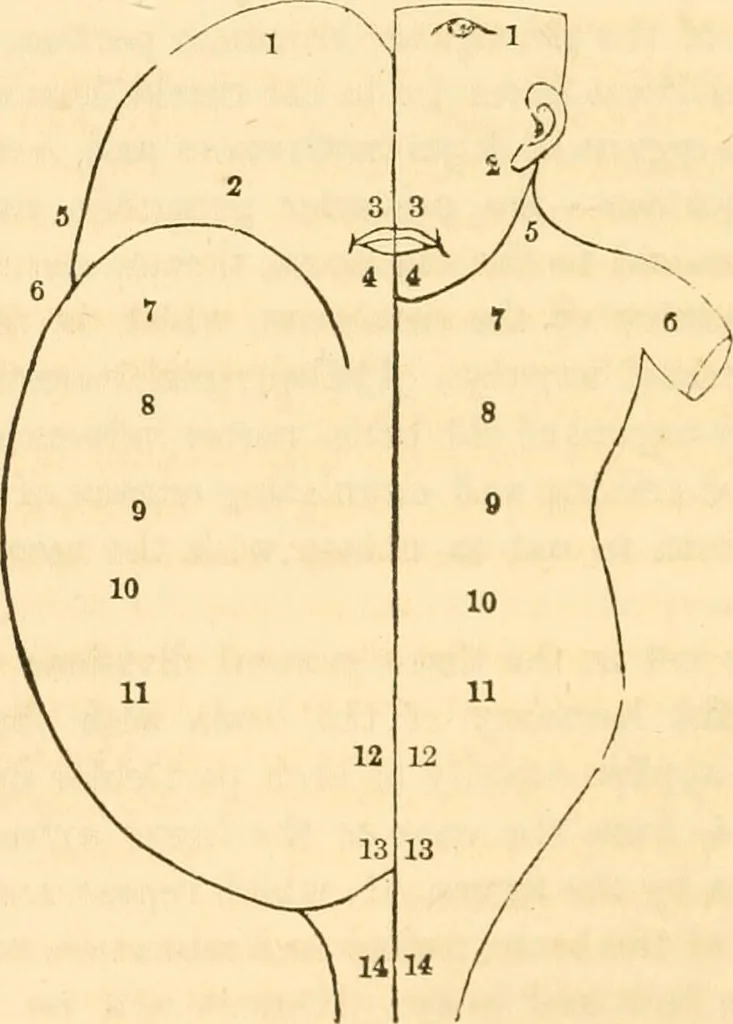 An illustration from The mysteries of human nature explained by a new system of nervous physiology : to which is added, a review of the errors of spiritualism, and instructions for developing or resisting the influence by which subjects and mediums are made / by J. Stanley Grimes., 1860, leaf 74