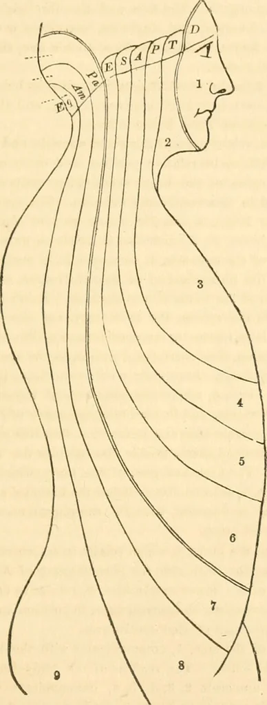 An illustration from The mysteries of human nature explained by a new system of nervous physiology : to which is added, a review of the errors of spiritualism, and instructions for developing or resisting the influence by which subjects and mediums are made / by J. Stanley Grimes., 1860, leaf 77