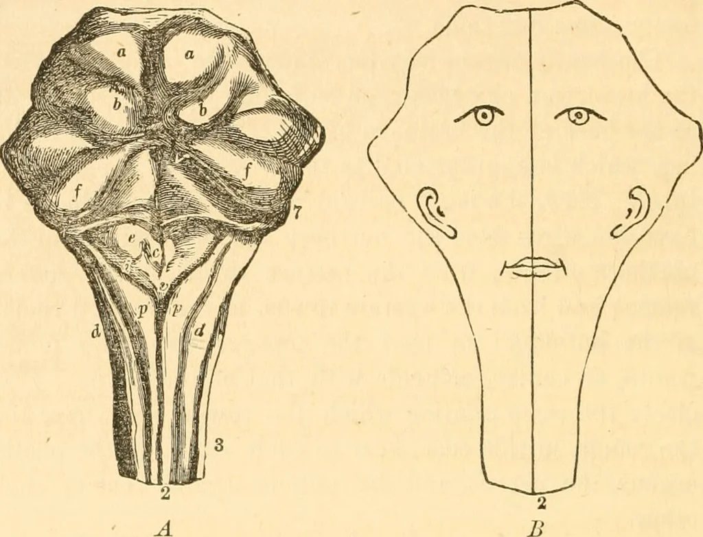 An illustration from The mysteries of human nature explained by a new system of nervous physiology : to which is added, a review of the errors of spiritualism, and instructions for developing or resisting the influence by which subjects and mediums are made / by J. Stanley Grimes., 1860, leaf 82