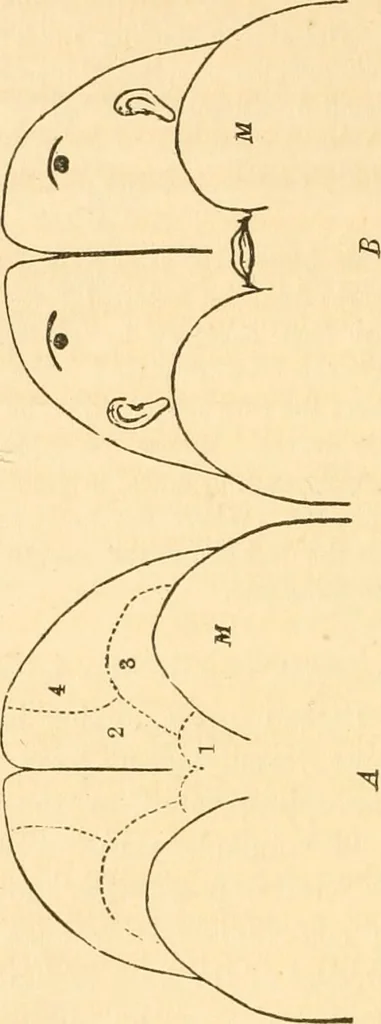 An illustration from The mysteries of human nature explained by a new system of nervous physiology : to which is added, a review of the errors of spiritualism, and instructions for developing or resisting the influence by which subjects and mediums are made / by J. Stanley Grimes., 1860, leaf 84
