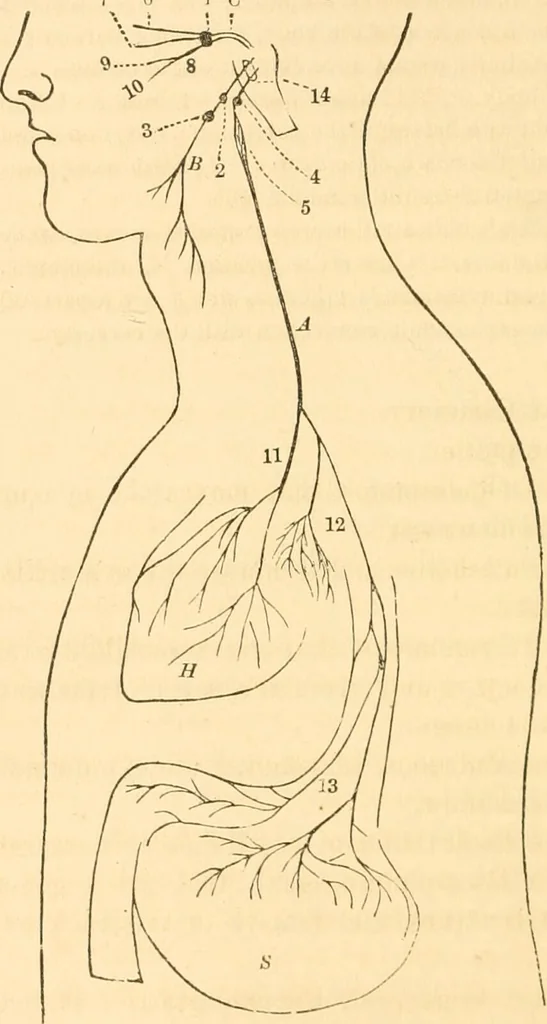 An illustration from The mysteries of human nature explained by a new system of nervous physiology : to which is added, a review of the errors of spiritualism, and instructions for developing or resisting the influence by which subjects and mediums are made / by J. Stanley Grimes., 1860, leaf 96