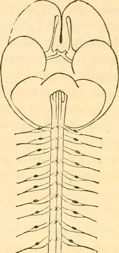 An illustration from The mysteries of human nature explained by a new system of nervous physiology : to which is added, a review of the errors of spiritualism, and instructions for developing or resisting the influence by which subjects and mediums are made / by J. Stanley Grimes., 1860, leaf 98