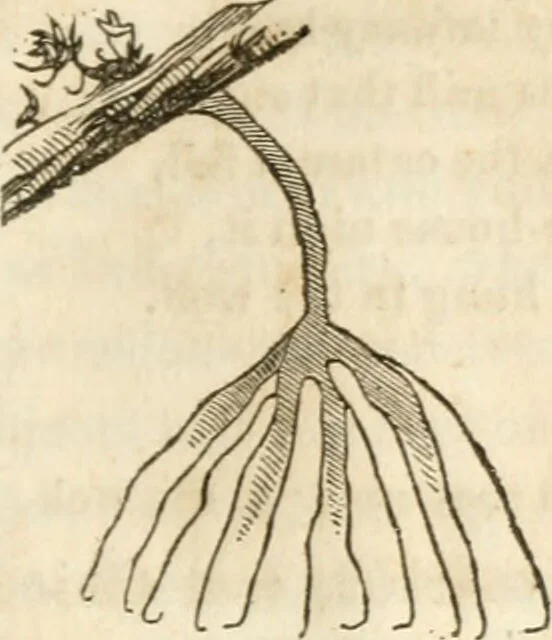 An illustration from A new system of phrenology / by J. Stanley Grimes., 1839, leaf 75