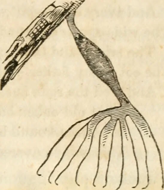 An illustration from A new system of phrenology / by J. Stanley Grimes., 1839, leaf 75
