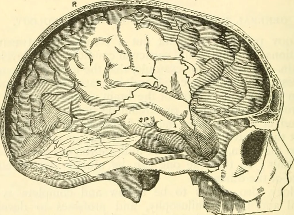 An illustration from Phrenology proved, illustrated, and applied : embracing an analysis of the primary mental powers in their various degrees of developments, the phenomena produced by their combined activity, and the location of the phrenological organs in the head : together with a view of the moral and anatomical objections to the science / by O. S. and L. N. Fowler., 1892, leaf 14