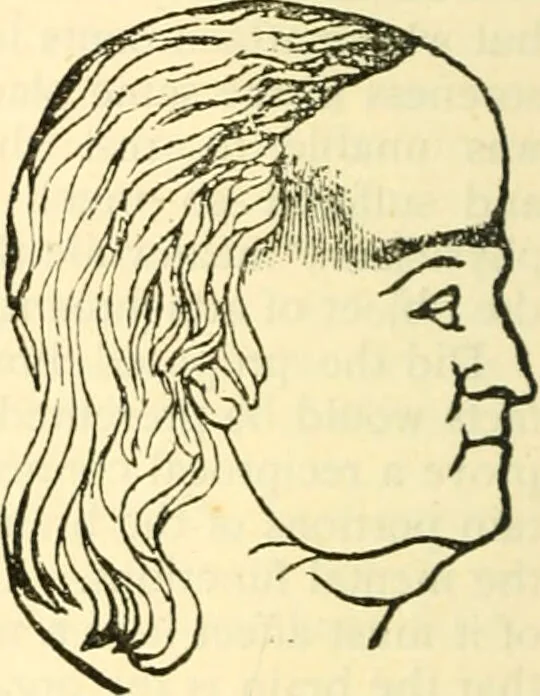 An illustration from Phrenology proved, illustrated, and applied : embracing an analysis of the primary mental powers in their various degrees of developments, the phenomena produced by their combined activity, and the location of the phrenological organs in the head : together with a view of the moral and anatomical objections to the science / by O. S. and L. N. Fowler., 1892, leaf 22