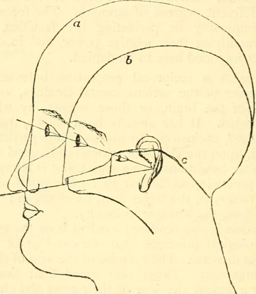 An illustration from Phrenology proved, illustrated, and applied : embracing an analysis of the primary mental powers in their various degrees of developments, the phenomena produced by their combined activity, and the location of the phrenological organs in the head : together with a view of the moral and anatomical objections to the science / by O. S. and L. N. Fowler., 1892, leaf 24
