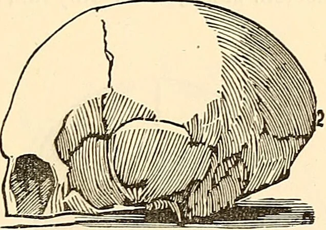 An illustration from Phrenology proved, illustrated, and applied : embracing an analysis of the primary mental powers in their various degrees of developments, the phenomena produced by their combined activity, and the location of the phrenological organs in the head : together with a view of the moral and anatomical objections to the science / by O. S. and L. N. Fowler., 1892, leaf 55