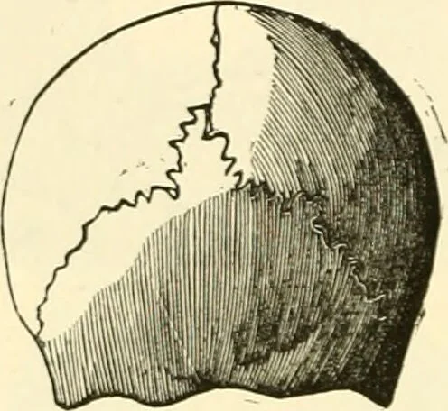 An illustration from Phrenology proved, illustrated, and applied : embracing an analysis of the primary mental powers in their various degrees of developments, the phenomena produced by their combined activity, and the location of the phrenological organs in the head : together with a view of the moral and anatomical objections to the science / by O. S. and L. N. Fowler., 1892, leaf 56