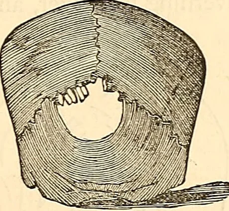 An illustration from Phrenology proved, illustrated, and applied : embracing an analysis of the primary mental powers in their various degrees of developments, the phenomena produced by their combined activity, and the location of the phrenological organs in the head : together with a view of the moral and anatomical objections to the science / by O. S. and L. N. Fowler., 1892, leaf 71