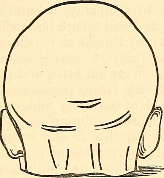 An illustration from Phrenology proved, illustrated, and applied : embracing an analysis of the primary mental powers in their various degrees of developments, the phenomena produced by their combined activity, and the location of the phrenological organs in the head : together with a view of the moral and anatomical objections to the science / by O. S. and L. N. Fowler., 1892, leaf 77