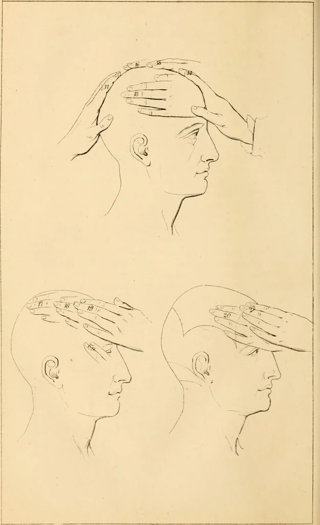 An illustration from A handbook of phrenology / by C. Donovan., 1870, leaf 150