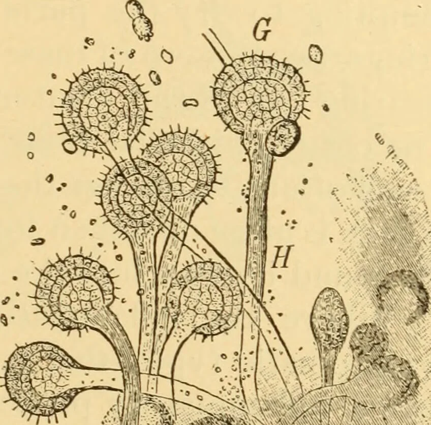 An illustration from Diseases of the ear : a text-book for practitioners and students of medicine / by Edward Bradford Dench., 1900, leaf 285