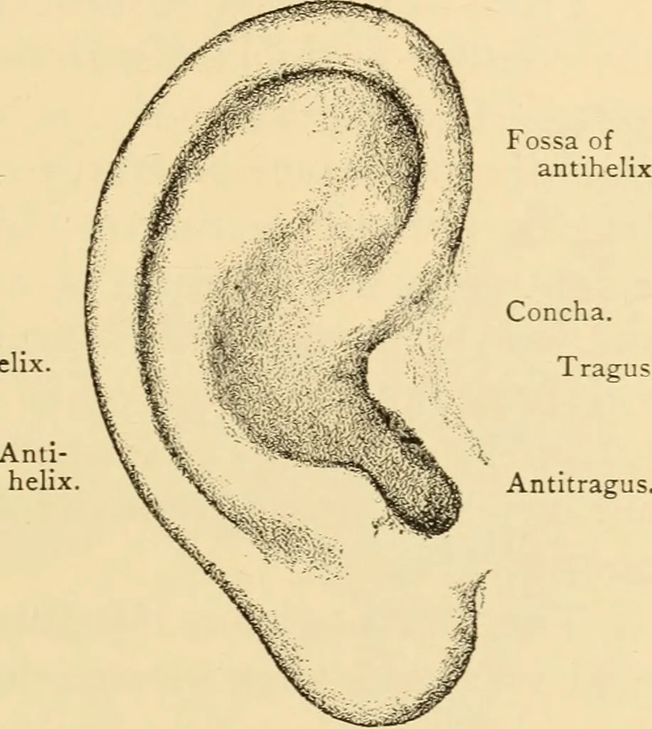 An illustration from Diseases of the ear : a text-book for practitioners and students of medicine / by Edward Bradford Dench., 1900, leaf 35