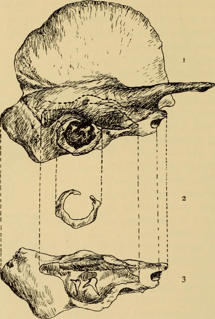 An illustration from Diseases of the ear : a text-book for practitioners and students of medicine / by Edward Bradford Dench., 1900, leaf 38