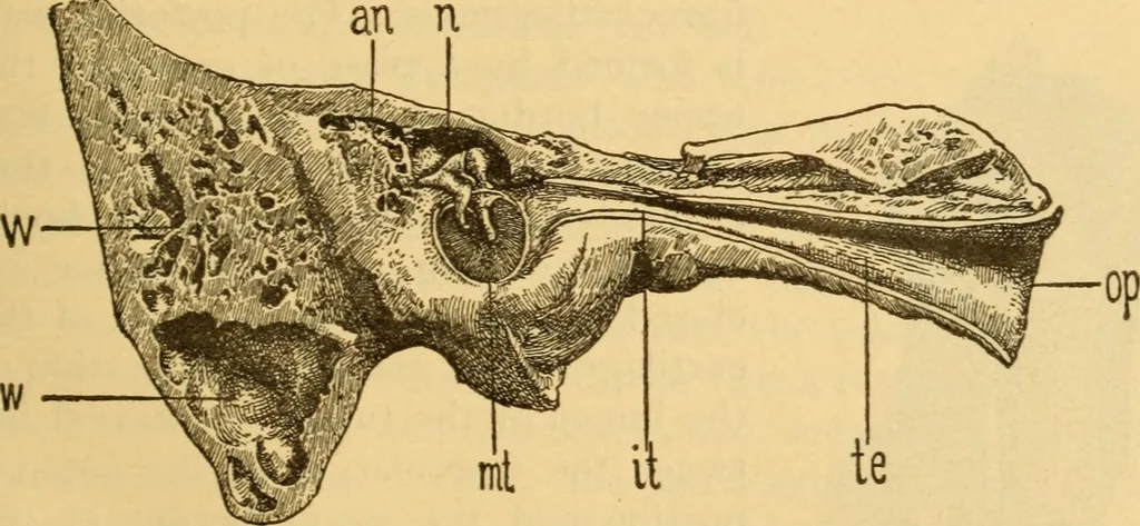An illustration from Diseases of the ear : a text-book for practitioners and students of medicine / by Edward Bradford Dench., 1900, leaf 49