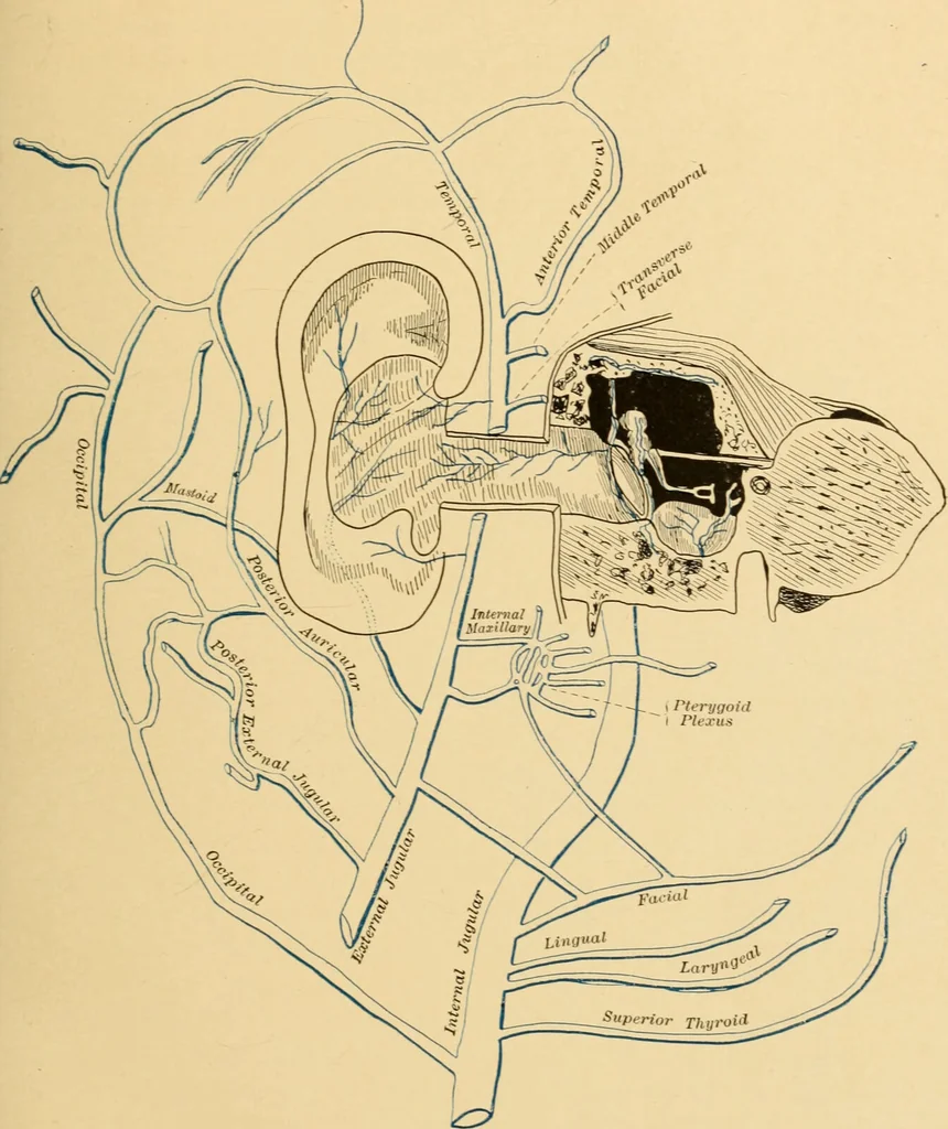 An illustration from Diseases of the ear : a text-book for practitioners and students of medicine / by Edward Bradford Dench., 1900, leaf 63