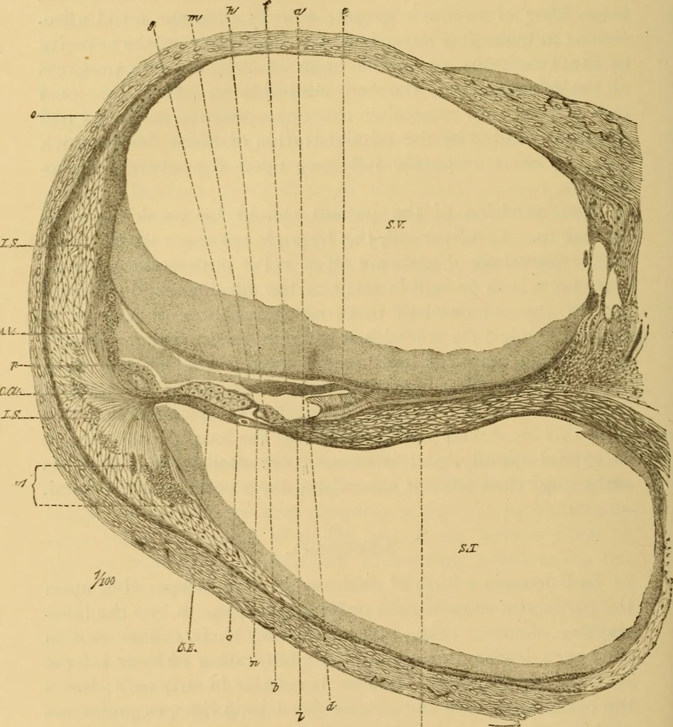 An illustration from Diseases of the ear : a text-book for practitioners and students of medicine / by Edward Bradford Dench., 1900, leaf 648