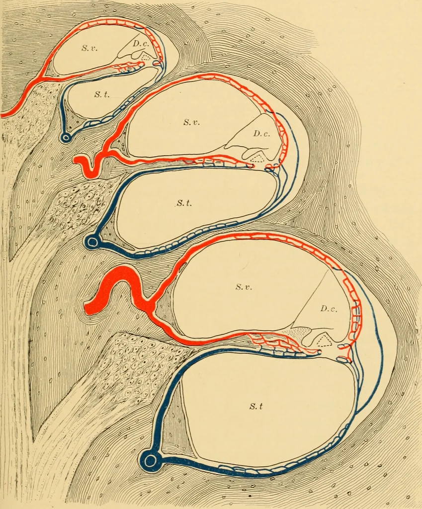 An illustration from Diseases of the ear : a text-book for practitioners and students of medicine / by Edward Bradford Dench., 1900, leaf 79