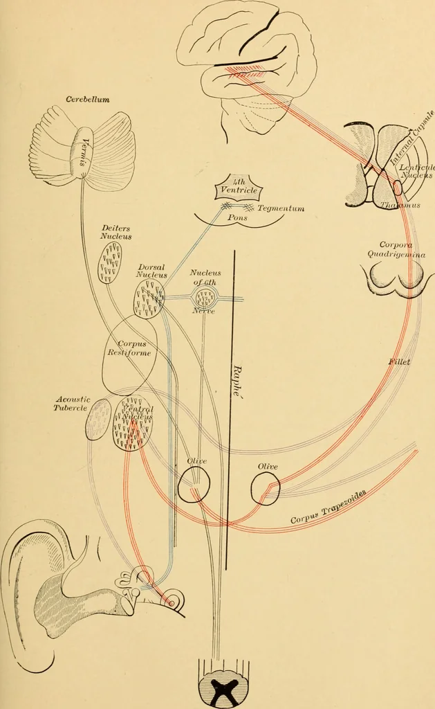 An illustration from Diseases of the ear : a text-book for practitioners and students of medicine / by Edward Bradford Dench., 1900, leaf 83