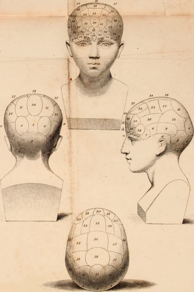 An illustration from Elements of phrenology., 1824, leaf 247