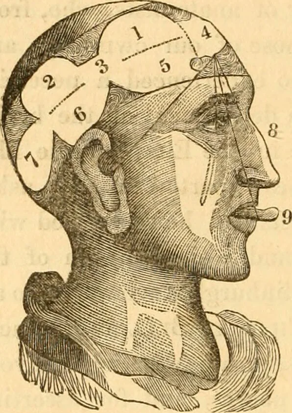 An illustration from A system of phrenology / by George Combe., 1830, leaf 44