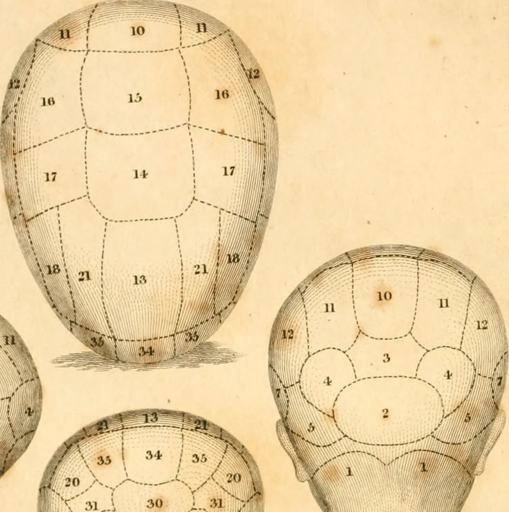 An illustration from A system of phrenology / by George Combe., 1830, leaf 6