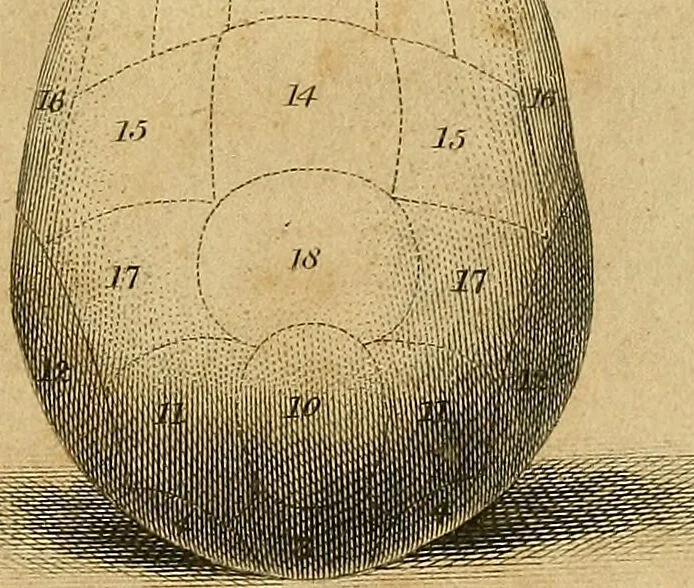 An illustration from A system of phrenology., 1825, leaf 11