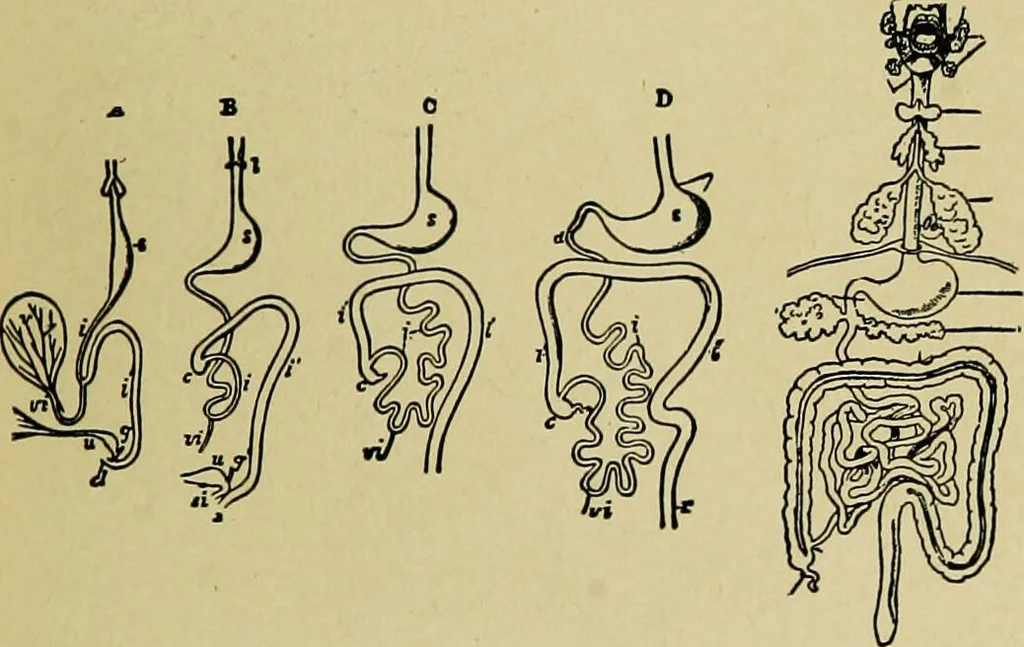 An illustration from Diseases of infants and children / by Henry Dwight Chapin and Godfrey Roger Pisek ; with 181 ill. and eleven colored plates., 1911, leaf 145