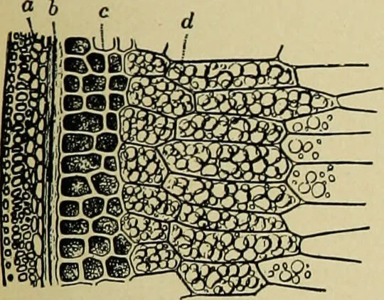 An illustration from Diseases of infants and children / by Henry Dwight Chapin and Godfrey Roger Pisek ; with 181 ill. and eleven colored plates., 1911, leaf 171