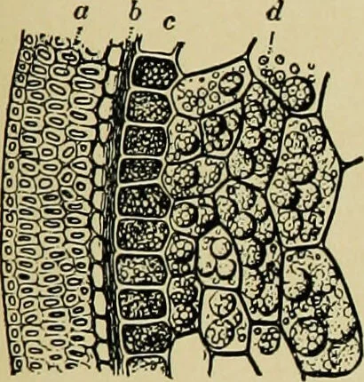 An illustration from Diseases of infants and children / by Henry Dwight Chapin and Godfrey Roger Pisek ; with 181 ill. and eleven colored plates., 1911, leaf 227