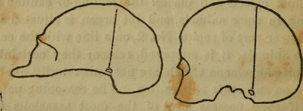 An illustration from Illustrations of phrenology : being a selection of articles from the Edinburg phrenological journal, and the transactions of the Edinburg Phrenological Society. With twenty-six wood cuts / Ed. by George H. Calvert. With an introduction by the editor., 1832, leaf 32