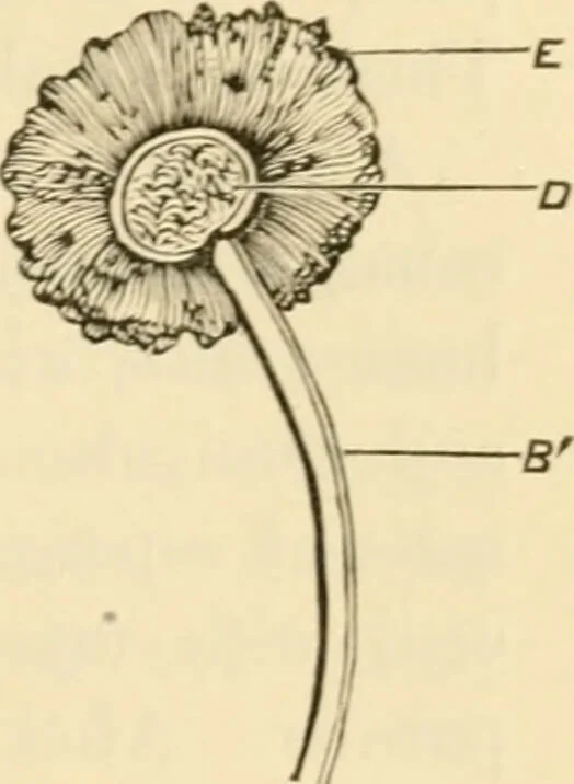 An illustration from A manual of otology / By Gorham Bacon ... With an introductory chapter by Clarence John Blake ... With 110 illustrations and a colored plate., 1898, leaf 111
