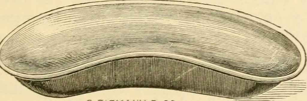 An illustration from A manual of otology / By Gorham Bacon ... With an introductory chapter by Clarence John Blake ... With 110 illustrations and a colored plate., 1898, leaf 117