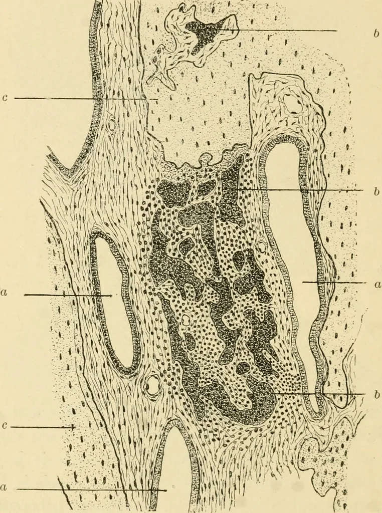 An illustration from A manual of otology / By Gorham Bacon ... With an introductory chapter by Clarence John Blake ... With 110 illustrations and a colored plate., 1898, leaf 154