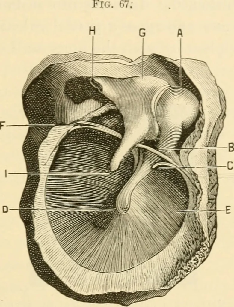 An illustration from A manual of otology / By Gorham Bacon ... With an introductory chapter by Clarence John Blake ... With 110 illustrations and a colored plate., 1898, leaf 195