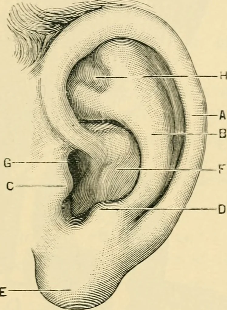 An illustration from A manual of otology / By Gorham Bacon ... With an introductory chapter by Clarence John Blake ... With 110 illustrations and a colored plate., 1898, leaf 23