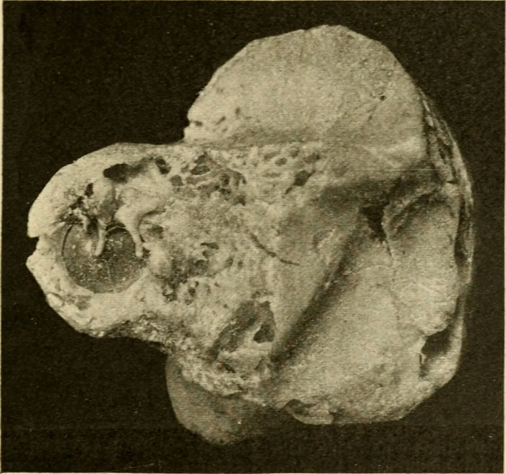An illustration from A manual of otology / By Gorham Bacon ... With an introductory chapter by Clarence John Blake ... With 110 illustrations and a colored plate., 1898, leaf 277