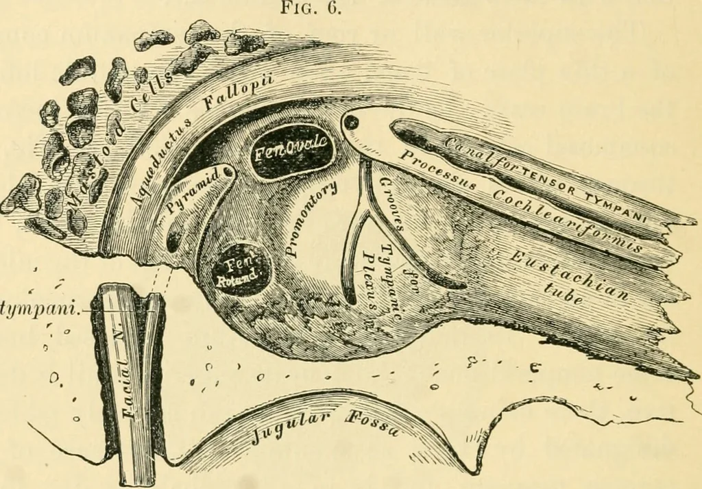 An illustration from A manual of otology / By Gorham Bacon ... With an introductory chapter by Clarence John Blake ... With 110 illustrations and a colored plate., 1898, leaf 34